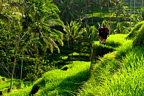 Two men walking on path through Rice (Oryza sativa) terraces. Jatiluwih Green Land, Bali, Indonesia. 2015.