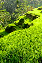 Rice (Oryza sativa) terraces. Jatiluwih Green Land, Bali, Indonesia. 2015.