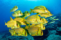 Shoal of colorful yellow fish Panamic porkfish (Anisotremus taeniatus), Cabo Pulmo Marine National Park, Baja California Sur, Mexico
