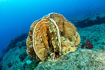 Hard coral, Cabo Pulmo Marine National Park, Baja California Sur, Mexico