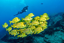 Scuba diver with shoal of colorful yellow fish Panamic porkfish (Anisotremus taeniatus), Cabo Pulmo Marine National Park, Baja California Sur, Mexico