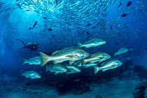 Scuba diver swim between shoal of Dog snapper, (Lutjanus novemfasciatus) and shoal of Big-eye jacks (Caranx sexfasciatus), Cabo Pulmo Marine National Park, Baja California Sur, Mexico