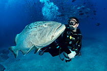 Scuba diver with big Gulf grouper (Mycteroperca jordani), Cabo Pulmo Marine National Park, Baja California Sur, Mexico