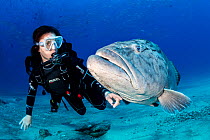 Scuba diver with big Gulf grouper (Mycteroperca jordani), Cabo Pulmo Marine National Park, Baja California Sur, Mexico
