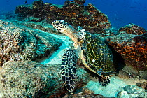 Hawksbill Sea Turtle (Eretmochelys Imbricata), Cabo Pulmo Marine National Park, Baja California Sur, Mexico