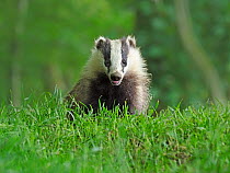 RF - European Badger (Meles meles) cub in grassland. Scotland, UK. June. (This image may be licensed either as rights managed or royalty free.)