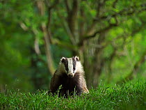 European badger (Meles meles) cub in grassland with woodland behind. Scotland, UK. June.