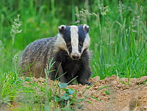 European badger (Meles meles) cub standing outside sett. UK, July.