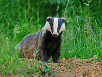 European badger (Meles meles) cub standing outside sett. UK, July.