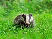 European badger (Meles meles) cub in grass. UK, June.
