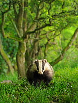 European badger (Meles meles) cub walking in woodland. Scotland, UK. June.