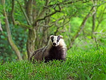 European badger (Meles meles) cub in woodland. Scotland, UK. June.