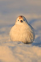 Snow bunting (Plectrophenax nivalis) male in snow. Finland. April.