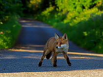 RF - European red fox (Vulpes vulpes) cub standing in lane near den, in early morning. UK. June. (This image may be licensed either as rights managed or royalty free.)