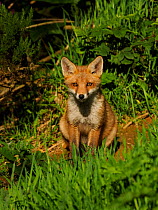 RF - European red fox (Vulpes vulpes) cub sitting on earth near den in morning. UK. June. (This image may be licensed either as rights managed or royalty free.)