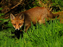RF - European red fox (Vulpes vulpes) cub walking through grass. UK. June. (This image may be licensed either as rights managed or royalty free.)
