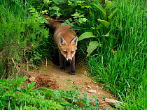European red fox (Vulpes vulpes) cub at den entrance. UK. June.