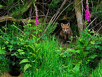 European red fox (Vulpes vulpes) cub sitting beside den, on bank with Foxglove (Digitalis purpurea). UK. June.