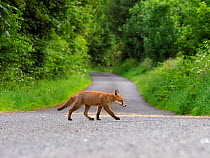 European red fox (Vulpes vulpes) cub crossing rural lane. UK. June.
