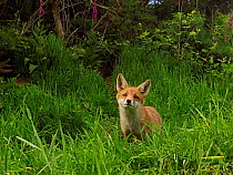 European red fox (Vulpes vulpes) cub in grassland close to den. UK. June.
