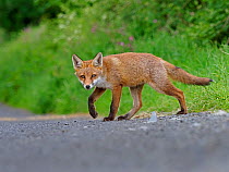 European red fox (Vulpes vulpes) cub crossing road near den. UK. June.