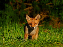 European red fox (Vulpes vulpes) cub in grassland. UK. June.
