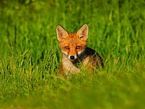 European red fox (Vulpes vulpes) cub in grassland. UK. June.