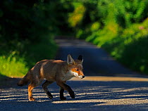 European red fox (Vulpes vulpes) cub crossing lane close to den. UK. June.