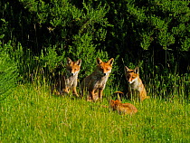 European red fox (Vulpes vulpes) female with three cubs. UK. November.
