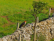 European red fox (Vulpes vulpes) vixen on wall. UK. June.