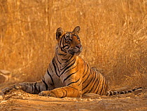 RF - Bengal tiger (Panthera tigris) lying down in grassland, looking curiously. In evening light, Ranthambhore National Park, India. (This image may be licensed either as rights managed or royalty fre...