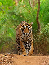 RF - Bengal tiger (Panthera tigris) walking on path through jungle. Ranthambhore National Park, India. (This image may be licensed either as rights managed or royalty free.)