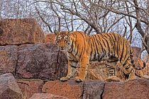 RF - Bengal tiger (Panthera tigris) female standing amongst rocks in forest. Ranthambhore National Park, India. (This image may be licensed either as rights managed or royalty free.)