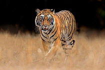 RF - Bengal tiger (Panthera tigris) male walking, portrait. Ranthambhore National Park, India. (This image may be licensed either as rights managed or royalty free.)