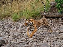 RF - Bengal tiger (Panthera tigris) female hunting in rocky area. Ranthambhore National Park, India. (This image may be licensed either as rights managed or royalty free.)