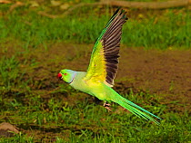 RF - Rose-ringed parakeet (Psittacula krameri) taking off. Ranthambhore National Park, India. (This image may be licensed either as rights managed or royalty free.)