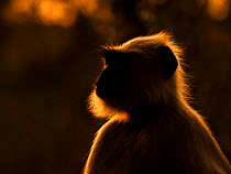 RF - Gray langur (Semnopithecus sp) portrait, backlit in evening light. Ranthambhore National Park, India. (This image may be licensed either as rights managed or royalty free.)
