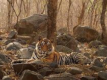 RF - Bengal tiger (Panthera tigris) sub-adult male aged three years, lying amongst rocks in forest. Ranthambhore National Park, India. (This image may be licensed either as rights managed or royalty f...