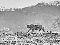 RF - Bengal tiger (Panthera tigris) sub-adult male aged three years, walking. Ranthambhore National Park, India. (This image may be licensed either as rights managed or royalty free)