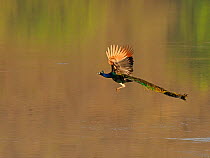 Indian peafowl (Pavo cristatus) male flying over water. Ranthambhore National Park, India.