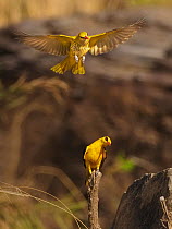 Golden oriole (Oriolus oriolus) pair, male perched on stump, female flying above. Ranthambhore National Park, India.