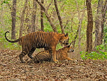Bengal tiger (Panthera tigris) pair mating in forest. Ranthambhore National Park, India. Sequence 1/5.
