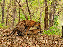 Bengal tiger (Panthera tigris) pair mating in forest. Ranthambhore National Park, India. Sequence 2/5.
