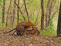 Bengal tiger (Panthera tigris) pair mating in forest. Ranthambhore National Park, India. Sequence 3/5.