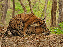 Bengal tiger (Panthera tigris) pair mating in forest. Ranthambhore National Park, India. Sequence 4/5.
