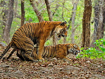 Bengal tiger (Panthera tigris) pair mating in forest. Ranthambhore National Park, India. Sequence 5/5.