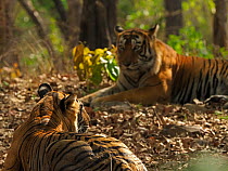 Bengal tiger (Panthera tigris) pair lying down after mating. Ranthambhore National Park, India.