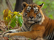 Bengal tiger (Panthera tigris) male, portrait. Ranthambhore National Park, India.