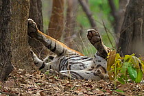 Bengal tiger (Panthera tigris) male rolling on ground after mating. Ranthambhore National Park, India.
