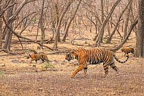 Bengal tiger (Panthera tigris) female and cubs walking through forest. Ranthambhore National Park, India.